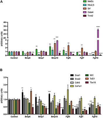 The Role of Bmp- and Fgf Signaling Modulating Mouse Proepicardium Cell Fate